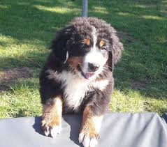 Eind juli zijn er bij ons op de boerderij berner sennen pups geboren. Berner Sennen Home Facebook