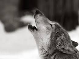 On All About Wolves Http Www All About Wolves Com Wp Content Gallery Free Wolf Photos And Wallpaper Amazing Wolf Jpg Uluyan Kurt Hayvan Hayvanlar