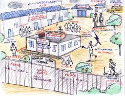 Angelabassalcellasaschool Jpg 1 236 948 Pixels Cell City Project Cell City Cells Project