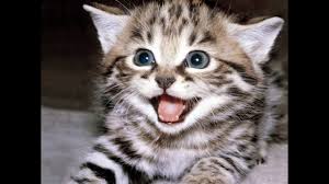 When confronting your cat, make sure you do it in a non aggressive sort of way. Cute Cat Meow Sound Effects Youtube