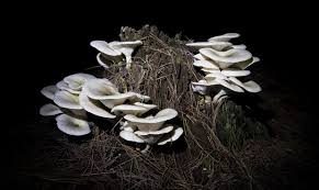 Maybe you would like to learn more about one of these? Hunting The Ghost Fungus Glowing Mushrooms In Australia S Forests Environment The Guardian