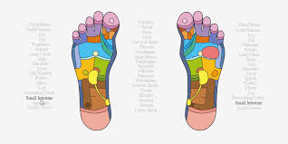 interactive foot reflexology chart for websites codemyui