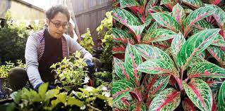 Selada merupakan tanaman yang paling umum ditanam secara hidroponik, karena dapat tumbuh dengan sangat cepat dalam sistem menanam ini. 15 Jenis Tanaman Hias Outdoor Untuk Mempercantik Taman Rumah