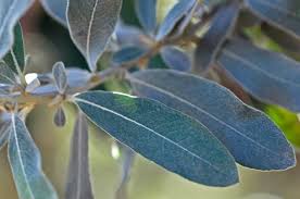 Image result for Tarchonanthus camphoratus