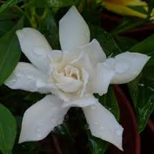 Most gardenias can survive a frost with light foliar damage. Frostproof Gardenia Fragrant Plants Almost Eden