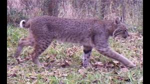 Every used car for sale comes with a free carfax report. Bobcats Adapting And Thriving Around North Texas Neighborhoods Wfaa Com