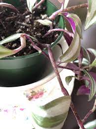 Maybe you would like to learn more about one of these? Houseplants Forum Wandering Jew Garden Org