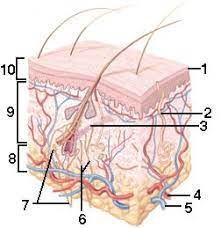 Live Learning Post Quiz Week 4 Skeletal And Muscular System Quiz Quizizz