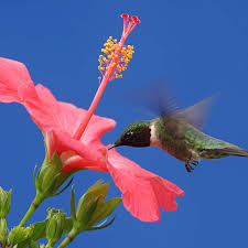 Butterflies and bees will also flock to the red flowers. Hummingbird Plants 25 Of The Best Flowers That Attract Hummingbirds Gardening From House To Home