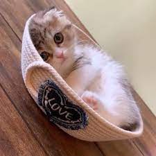 Top 5 Cat Videos We Saw On Instagram This Week Baby Cats Kittens Cutest Cute Cats