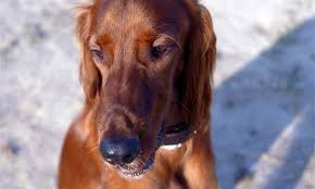 Image result for irský setr