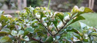 Image result for Alternanthera caracasana
