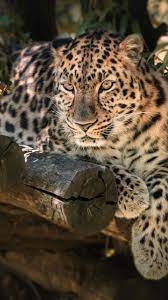 720x1280 Wallpaper Zoo Wild Animal Sit Relaxed Leopard Animal Wallpaper Animals Wild Animals