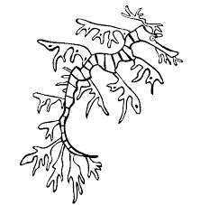 Explore 623989 free printable coloring pages for you can use our amazing online tool to color and edit the following sea dragon coloring pages. Sea Dragon Coloring Page Animals Town Animals Color Sheet Sea Dragon Free Printable Coloring Pages Animals