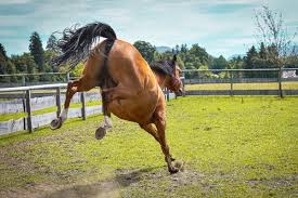 We would like to show you a description here but the site won't allow us. 7 Dinge Die Du Uber Fruhlingsgefuhle Beim Pferd Wissen Solltest