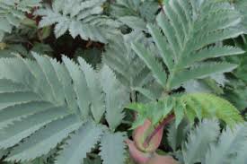 Image result for Melianthaceae