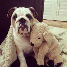Some Of Them Are Cuddling Stuffed Animals Without Their Blue Hoodies Bulldog Baby Dogs Bulldog Puppies