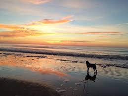 Whether you live in smithfield, dunn or any other surrounding area. Family Pet Animal Hospital Home Facebook