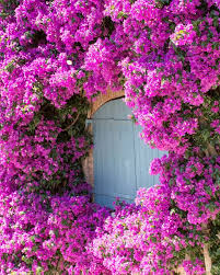 10 Lovely Plants That Can Stand Up To Drought Drought Tolerant Plants Garden Vines Climbing Plants