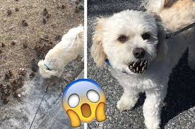 This Very Good Dog Loves Collecting Pinecones And Omg Is That A Demon Dog Love Best Dogs Dogs
