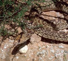 A bull snake will eat chicken eggs. Mistaken Identity Gopher Snakes Mtpr