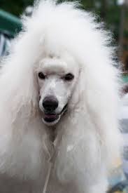 White standard poodle for sale. White Standard Poodles For Sale White Standard Poodle Nice Hairdo Dogs Poodle Standard Poodle Poodle Puppy