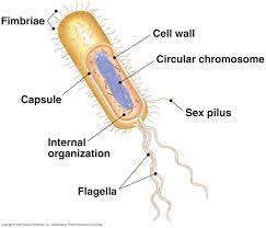 Biology 2108 Prokaryotic Cell Cell Diagram Cell Wall
