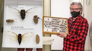 Cicadas are large insects that appear in late spring/early summer and make a lot of noise. What To Know About Brood X Cicadas Coming This Year 6abc Philadelphia