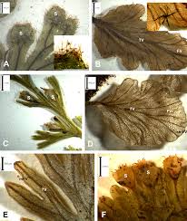 Image result for Crepidomanes inopinatum