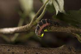 Pin On Lightning Bugs Fireflies 3