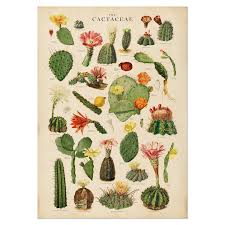 Image result for Cactaceae