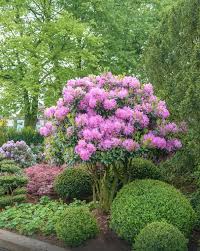 Rozanecznik Roseum Elegans Plants Rhododendron Native Plants