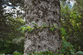 Vines Wrapped Around A Tree In Vermont Photograph By Blake William