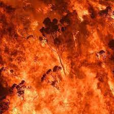 Australian Bush Fires Wild Fire Fire Image Fire