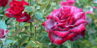 How to treat powdery mildew on garden phlox. How To Identify And Treat Powdery Mildew On Plants Living Color Garden Center