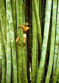 Man Climbing Bamboo Tree Sri Lanka 83 Sc0005 C Bamboo Tree Nature Tree Trees To Plant