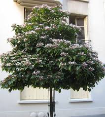 Image result for Clerodendrum ternatum