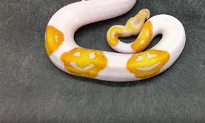 A yellow and white snake for snake lovers^w^. This White And Yellow Snake Pareidolia