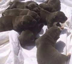 An american bully puppy will cost anywhere from $2,000 to $10,000 usd. American Bully For Sale Florida Page 4