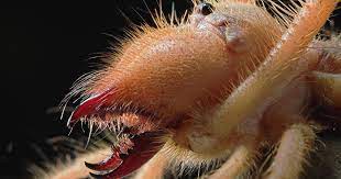It is a member of the order solifugae and is also known as a wind scorpion, sun scorpion, and sun spider. Study Takes Close Look At Formidable Camel Spider Jaws Amnh