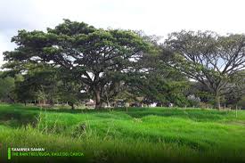 Image result for Samanea saman