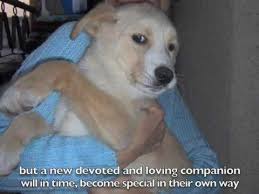 We had to put down our dog today. Saying Goodbye Loss Of A Pet Youtube