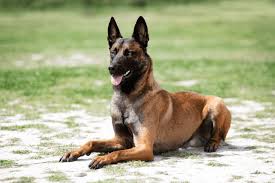 Best Police Dog Breeds - Delmarva K9