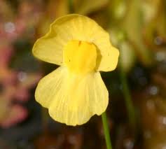 Image result for Utricularia gibba