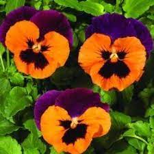 Pin By Debbie Carrell On Pansy Plant Pansies Flowers Flower Seeds Pansies