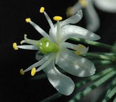 Image result for Asparagus minutiflorus