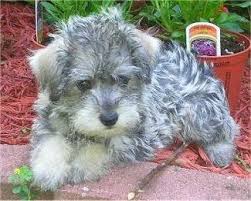 A Small Wavy Coated Black Grey And White Schnoodle Puppy Is Laying In A Flower Bed And Partially On A Brick Partit Schnoodle Puppy Schnoodle Dog Hybrid Dogs