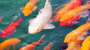 Jika anda berencana membuat kolam ikan atau sudah memilikinya, coba ikuti aturan feng shui agar kolam ikan di rumah membawa hoki. 4 Jenis Ikan Hias Air Tawar Pembawa Keberuntungan Hoki Youtube