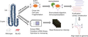 Ðï à¡± á> þÿ þÿÿÿ. Transcriptome Regulation And Chromatin Occupancy By E2f3 And Myc In Mice Scientific Data