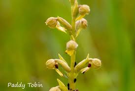 Image result for Ochthocharis